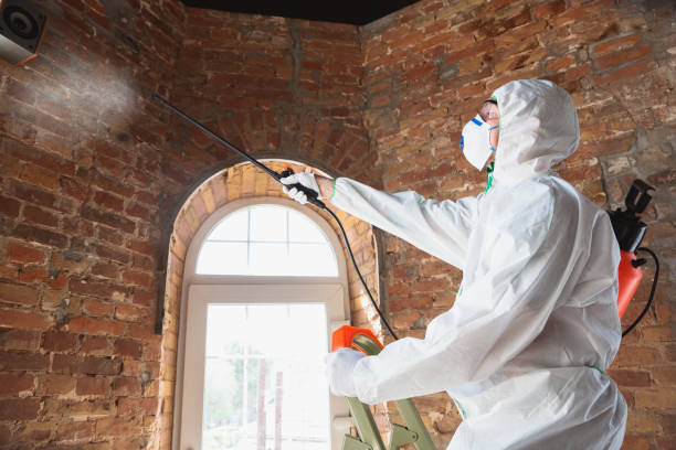 Best Environmental Consulting for Mold Prevention  in El Lago, TX